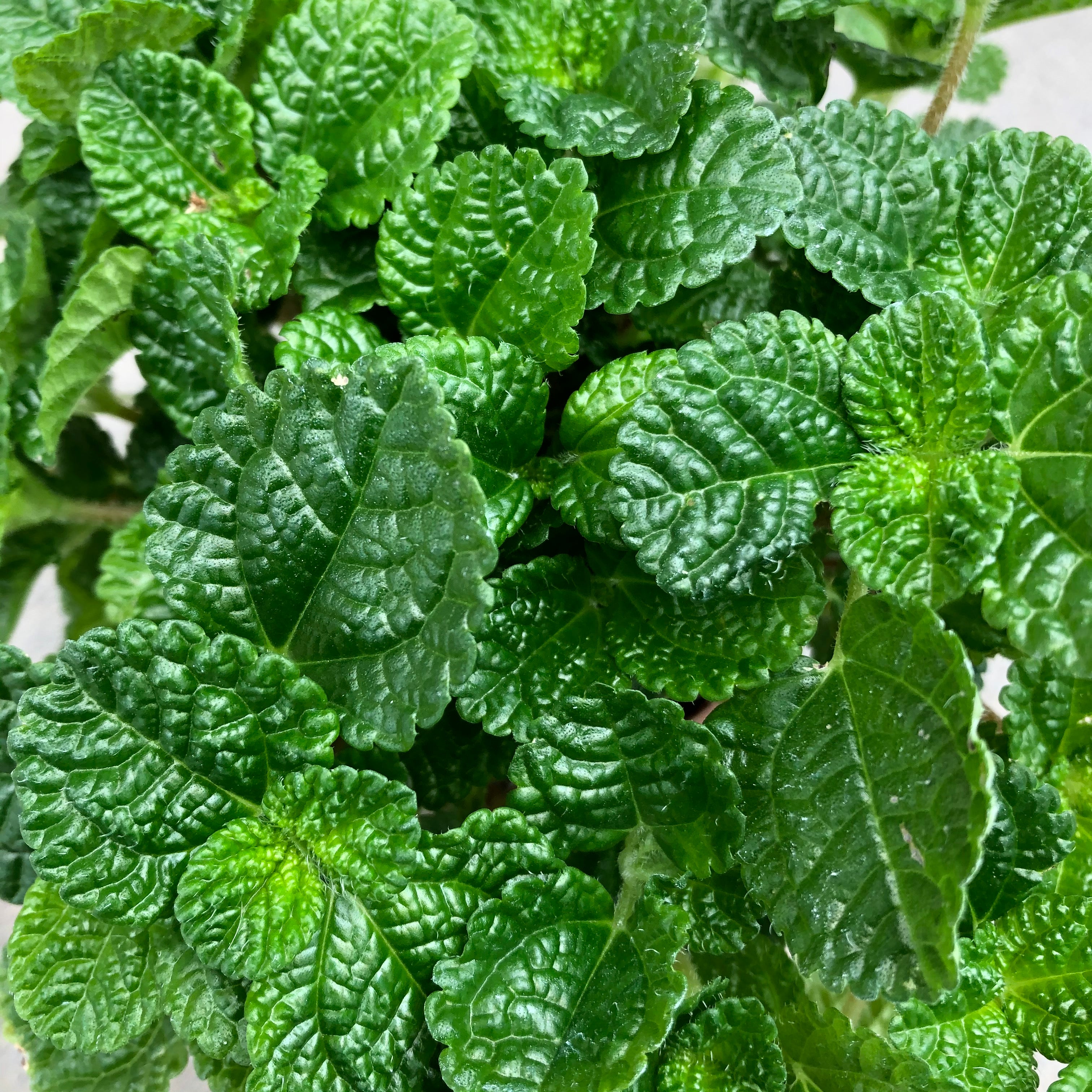 Pilea nummulariifolia