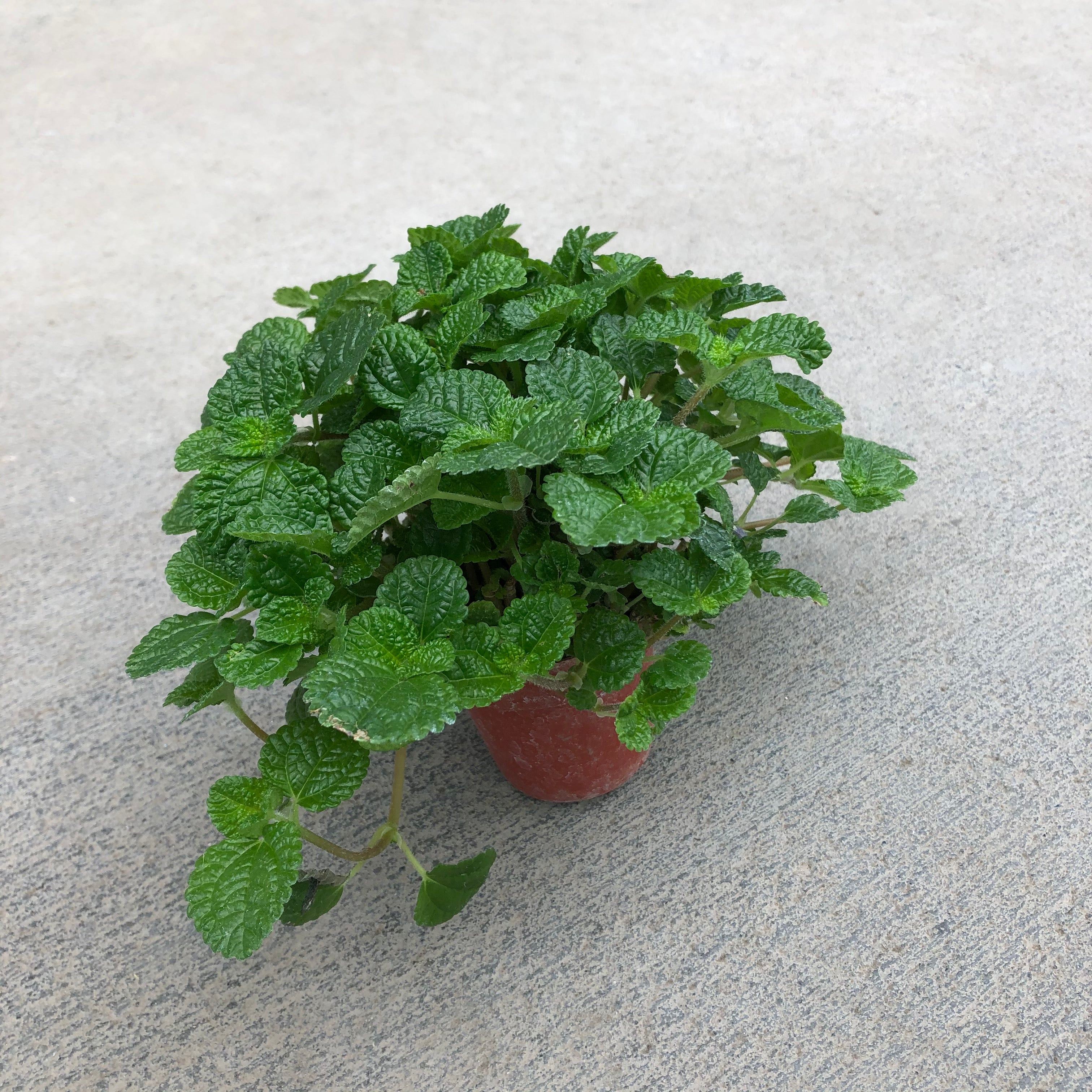 creeping charlie house plant Pilea nummulariifolia