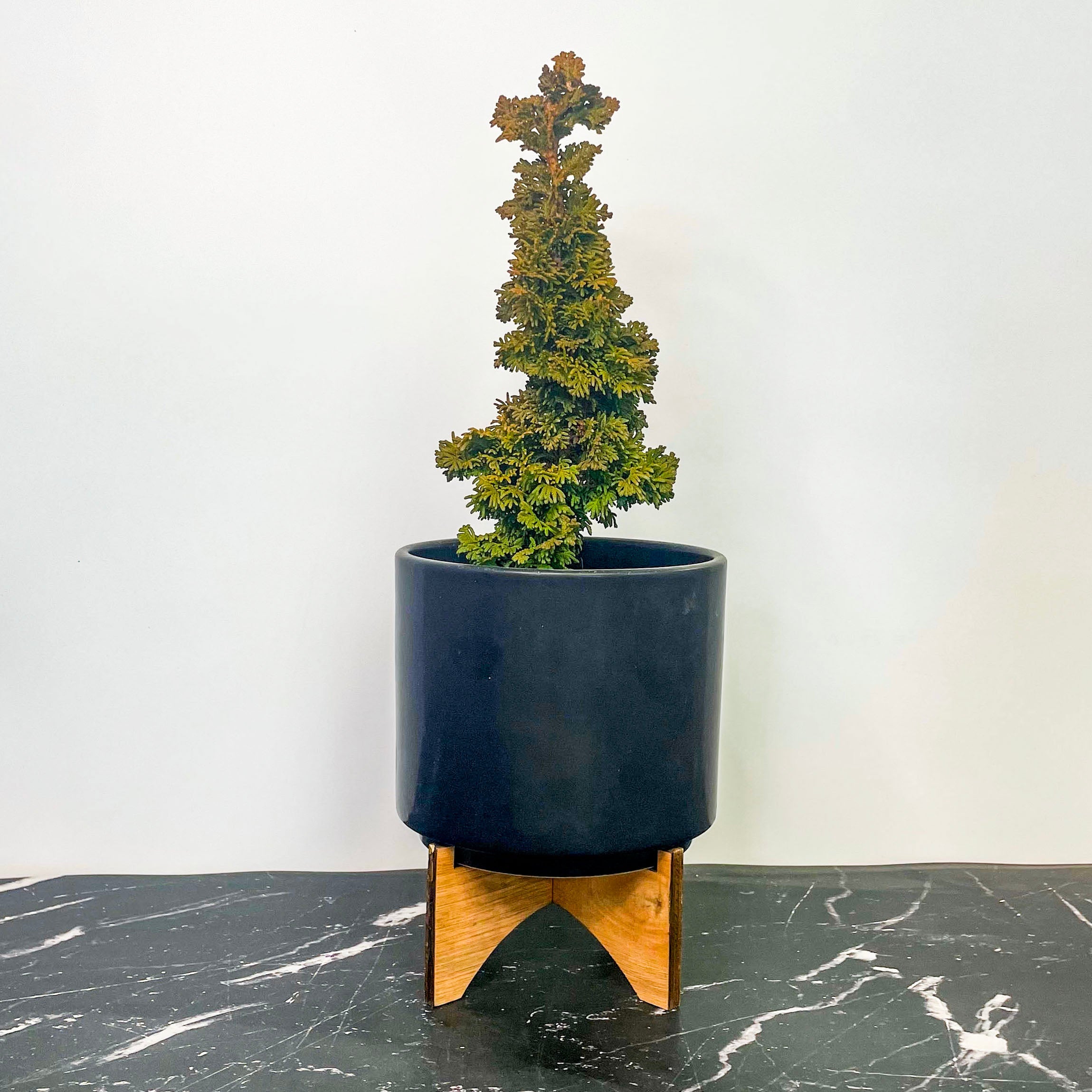 bonsai starter tree Primo Arborvitae