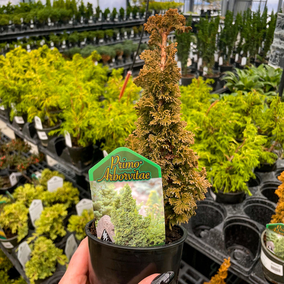 Primo Arborvitae - Live Bonsai Starter, 4” Grower's Pot – Southern