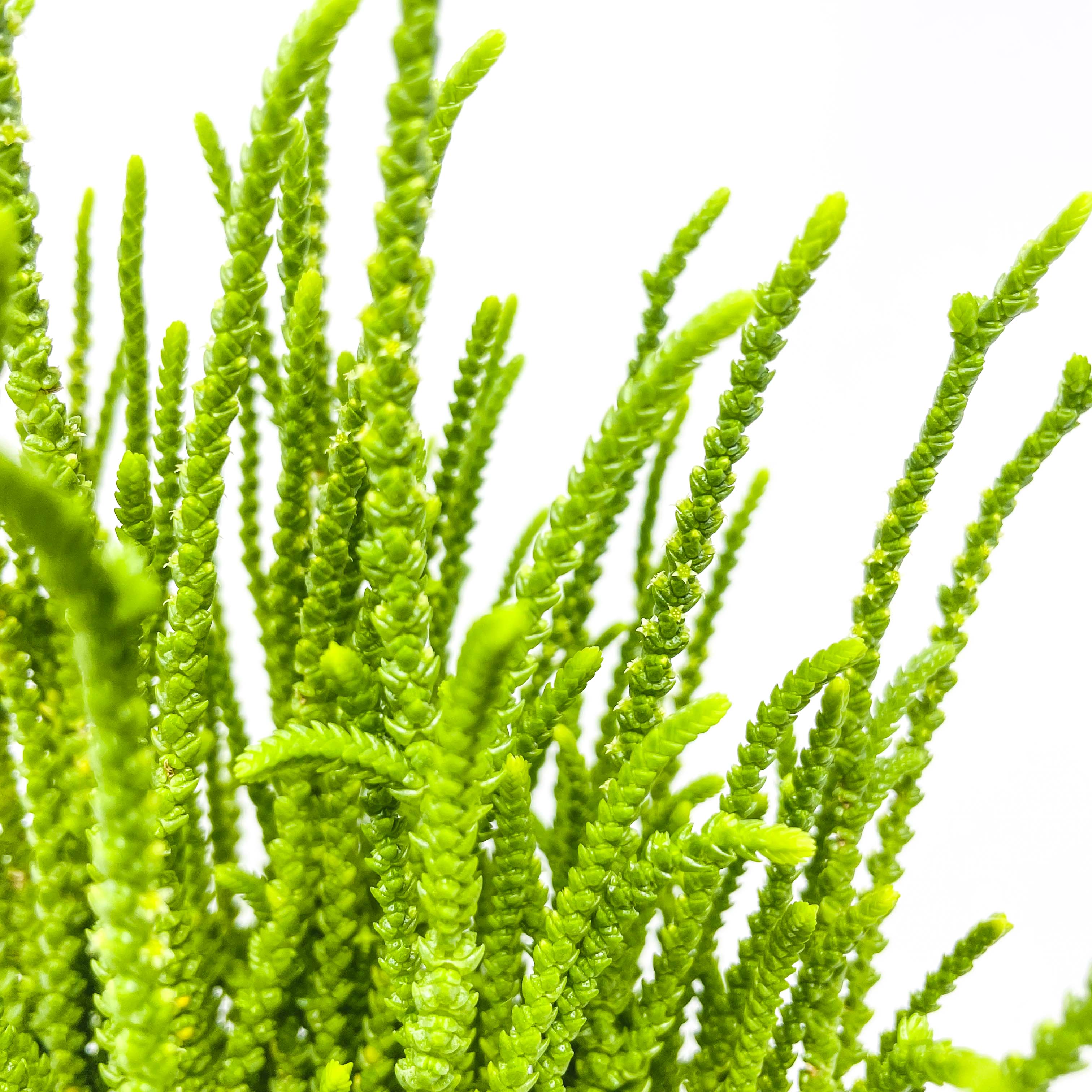 princess pine succulent care Crassula lycopodioides (Watch Chain / Princess Pine)