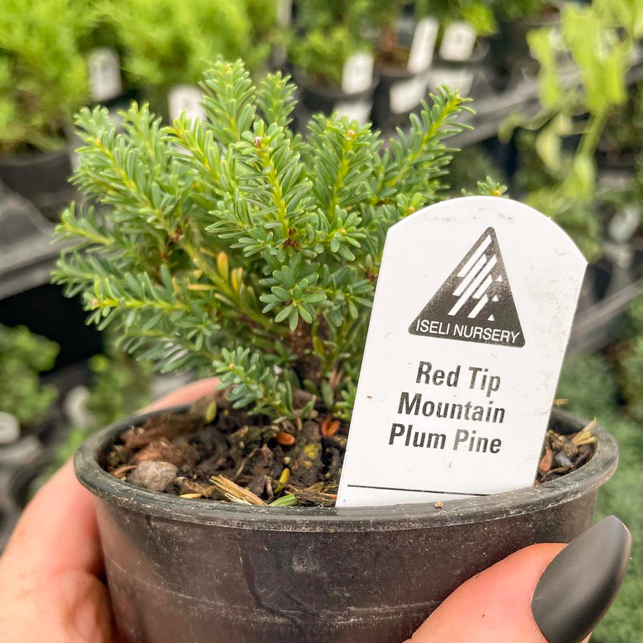 bonsai tree red deer Red Tip Mountain Plume Pine