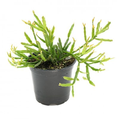 mistletoe succulent Rhipsalis ewaldiana