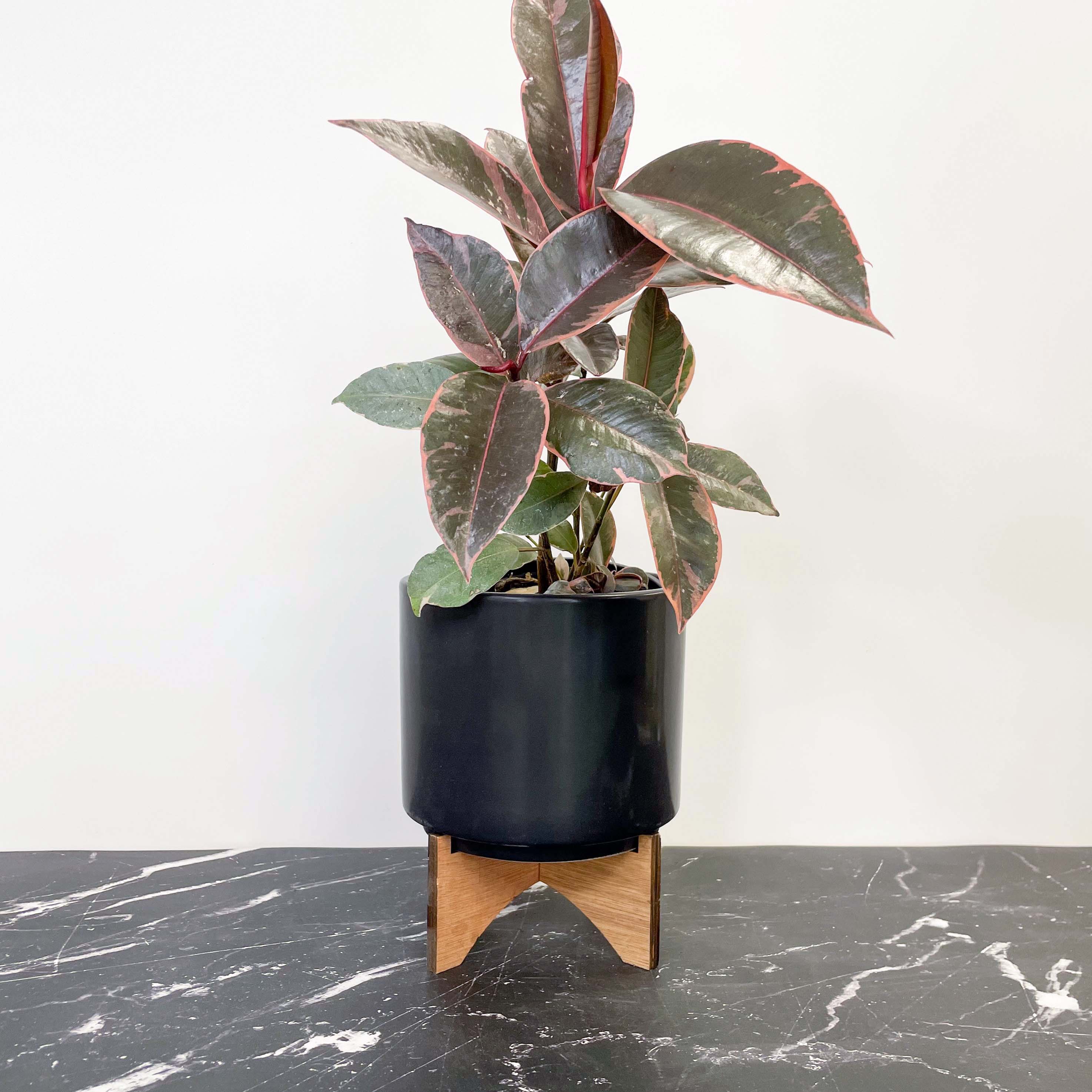 rubber tree plant ruby Ficus elastica 'Ruby' – Southern Idaho Landscape Center