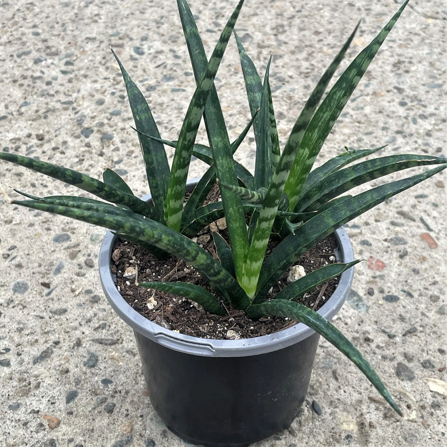 snake plant fernwood Mikado Sansevieria, Fernwood Snake Plant, Houseplant – Southern Idaho  Landscape Center