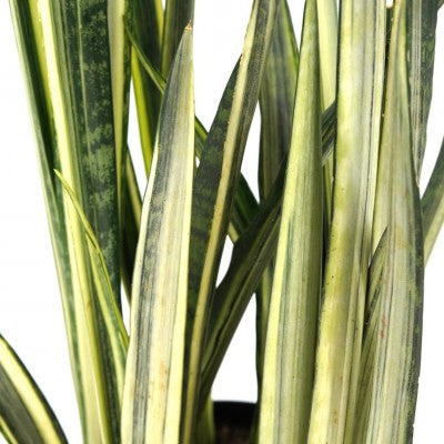 sansevieria id Sansevieria trifasciata 'Bantel's Sensation' (Snake Plant)