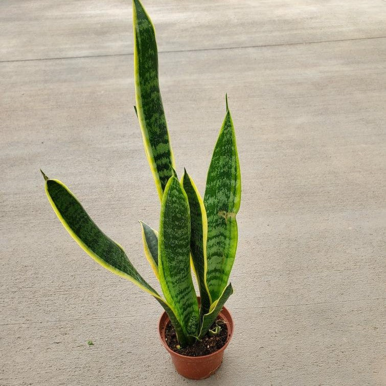 sansevieria trifasciata laurentii Sansevieria trifasciata 4in Laurentii snake plant