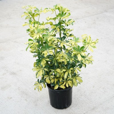 gold capella house plant Birkin Philodendron, Houseplant – Southern Idaho Landscape Center