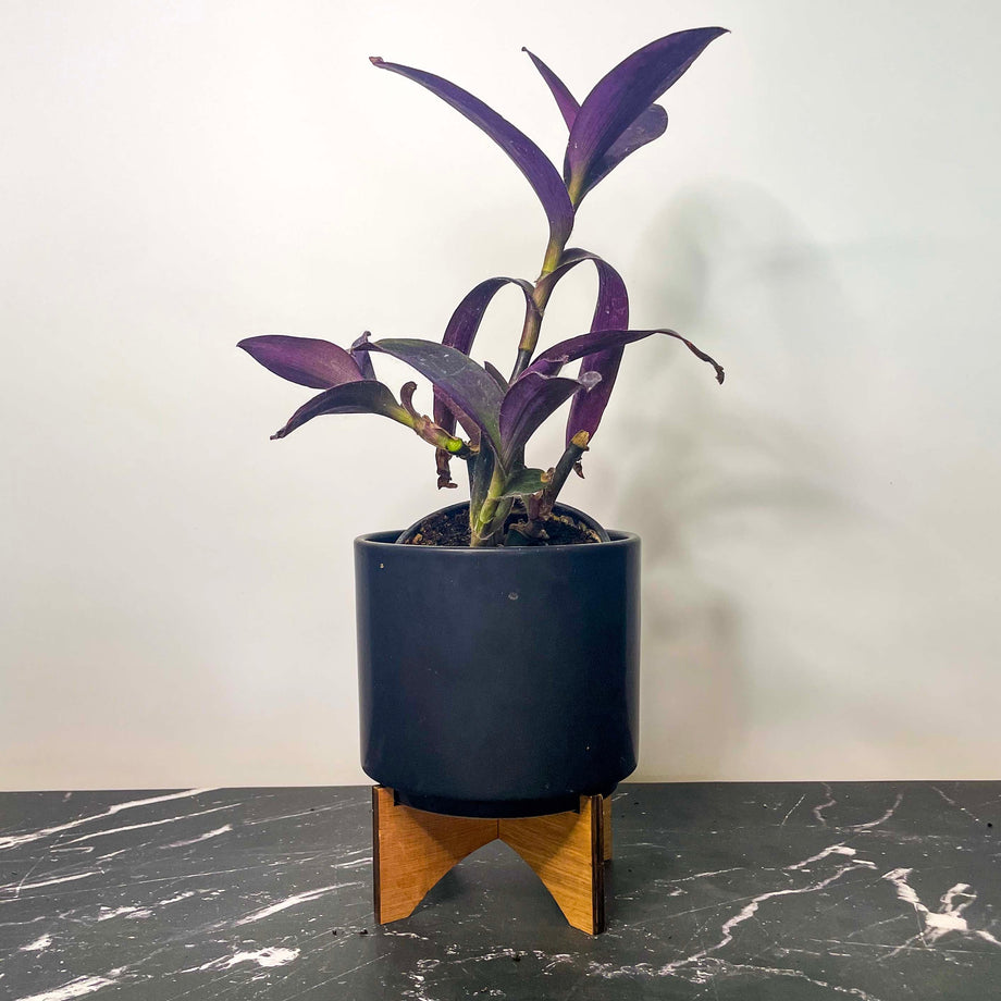 purple heart plant indoor propagation Setcreasea purpurea