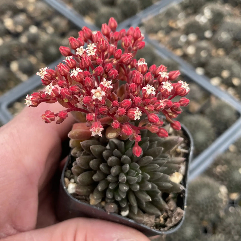 black chinese jade succulent Sinocrassula yunnanensis