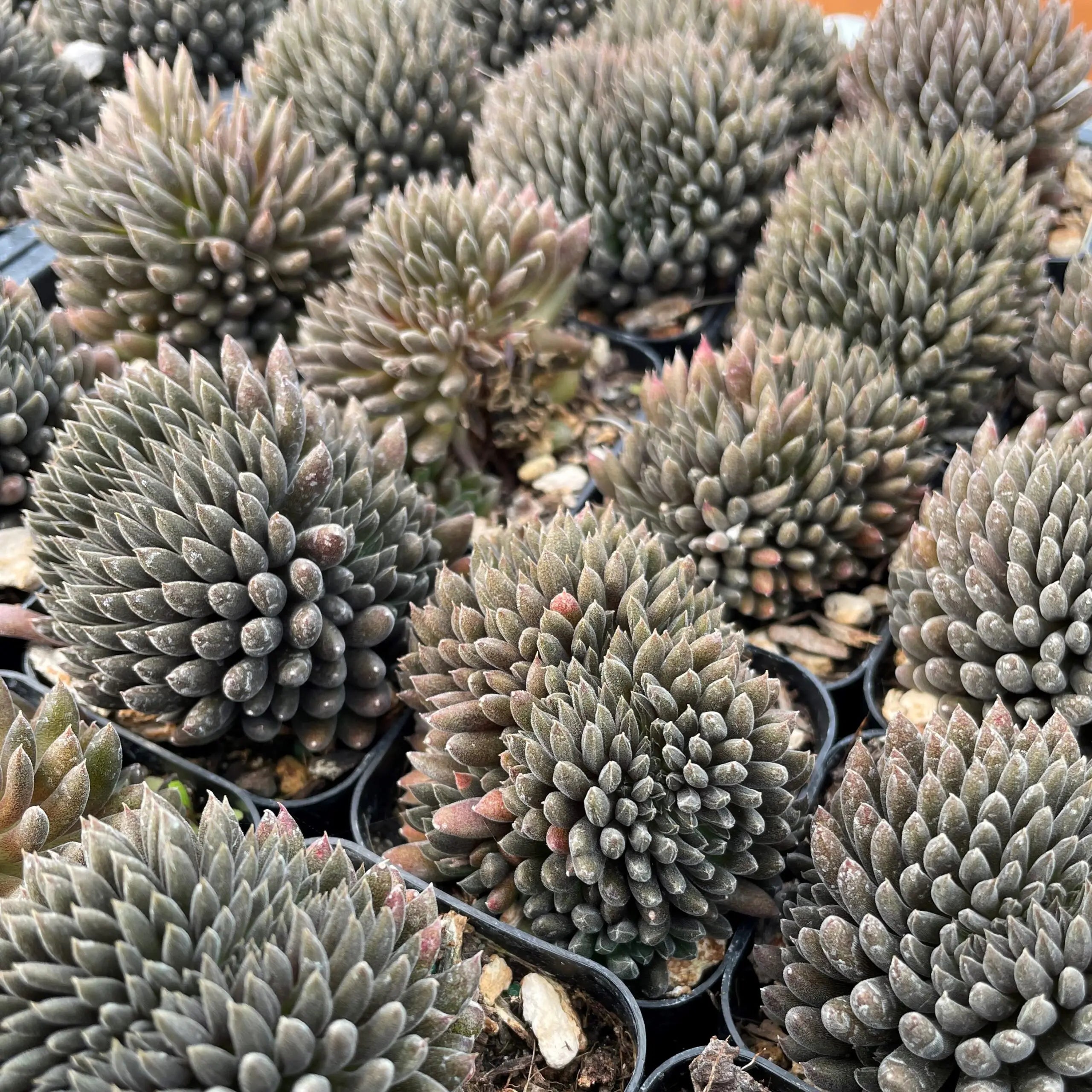 succulents from china Sinocrassula yunnanensis