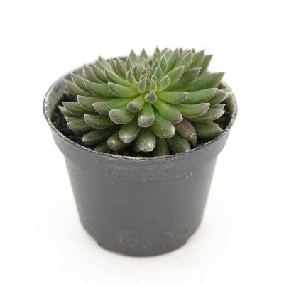 asian jade plant Sinocrassula yunnanensis