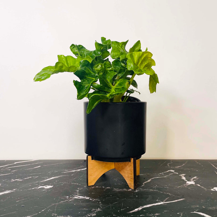 Philodendron 'Super Atom' – Southern Idaho Landscape Center