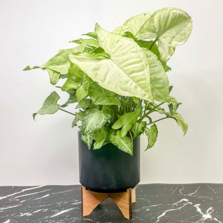 butterfly plant indoor Syngonium 'White Butterfly'