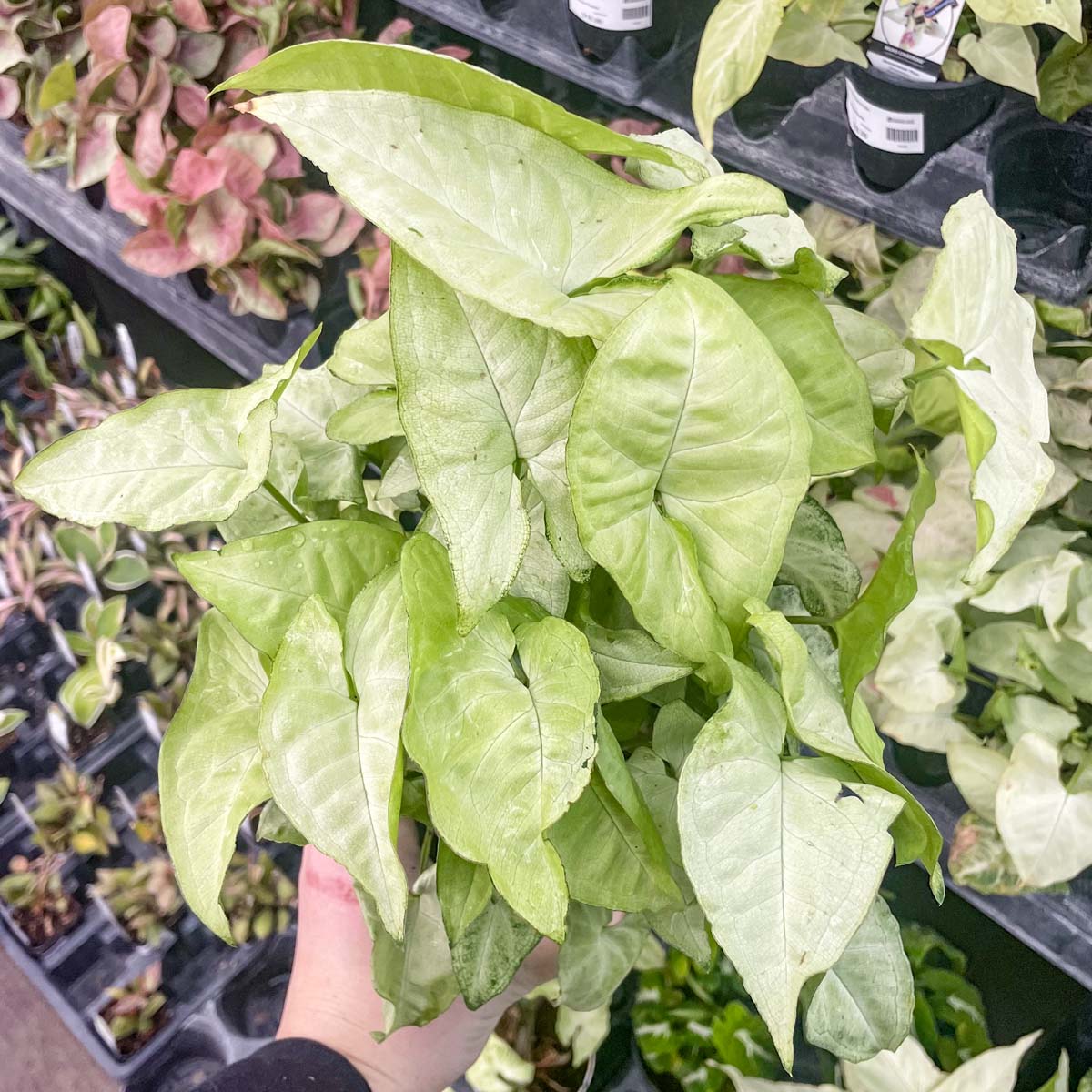 white butterfly house plant Syngonium 'White Butterfly'