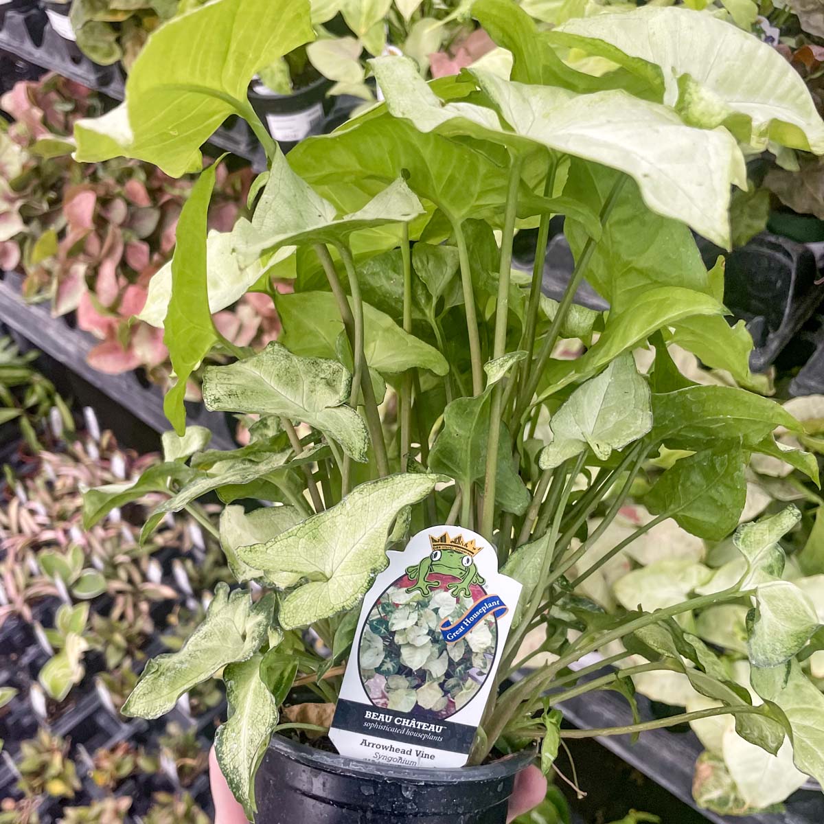 syngonium podophyllum house plants Syngonium 'White Butterfly'