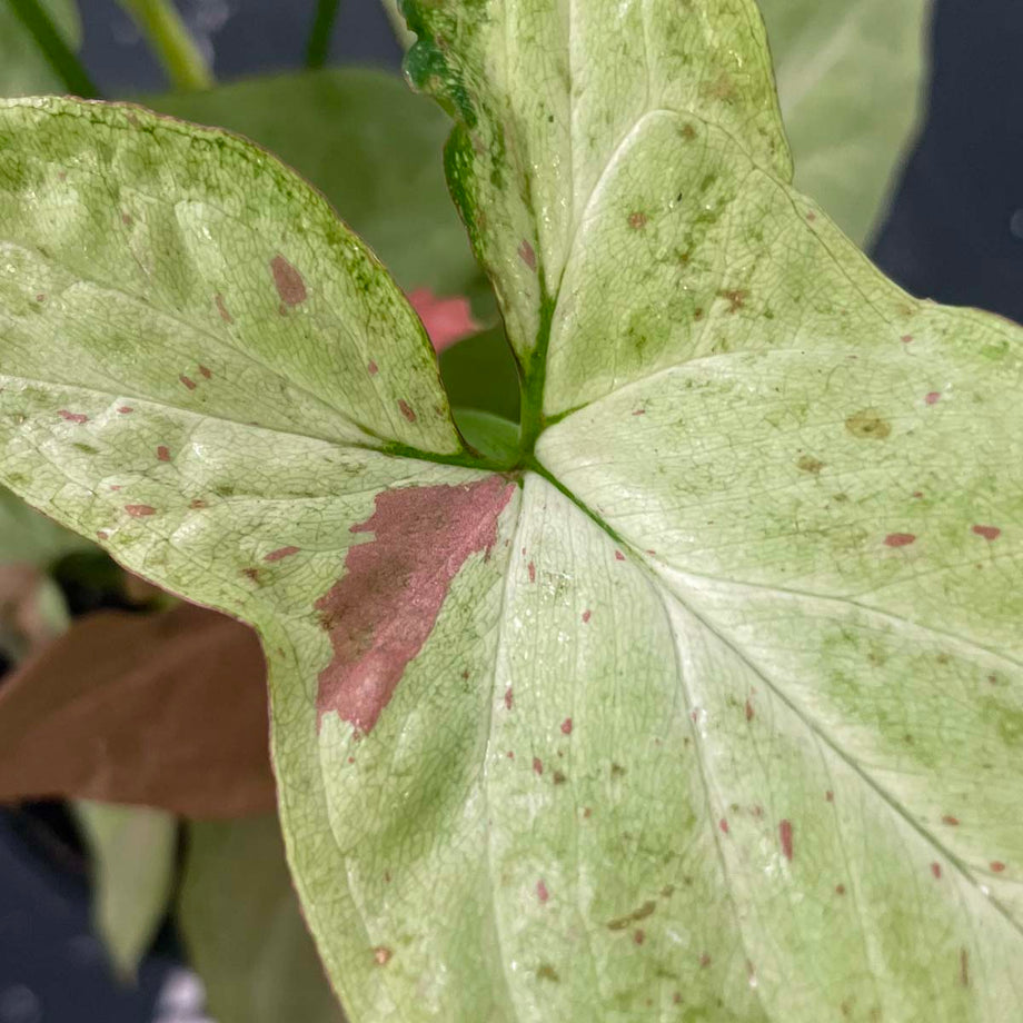 Syngonium 'Pink Salmon' – Southern Idaho Landscape Center