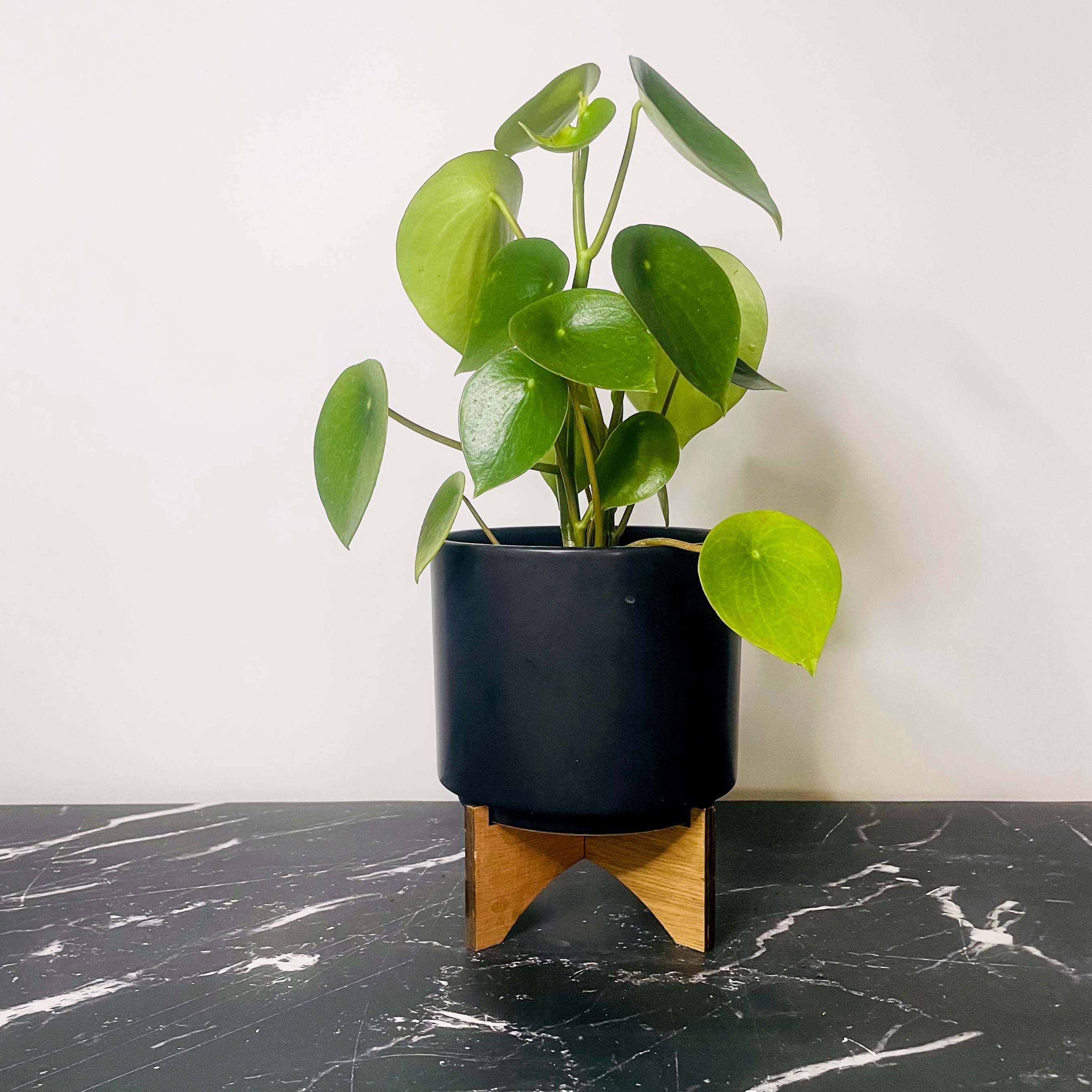 teardrop plant succulent Peperomia Raindrop