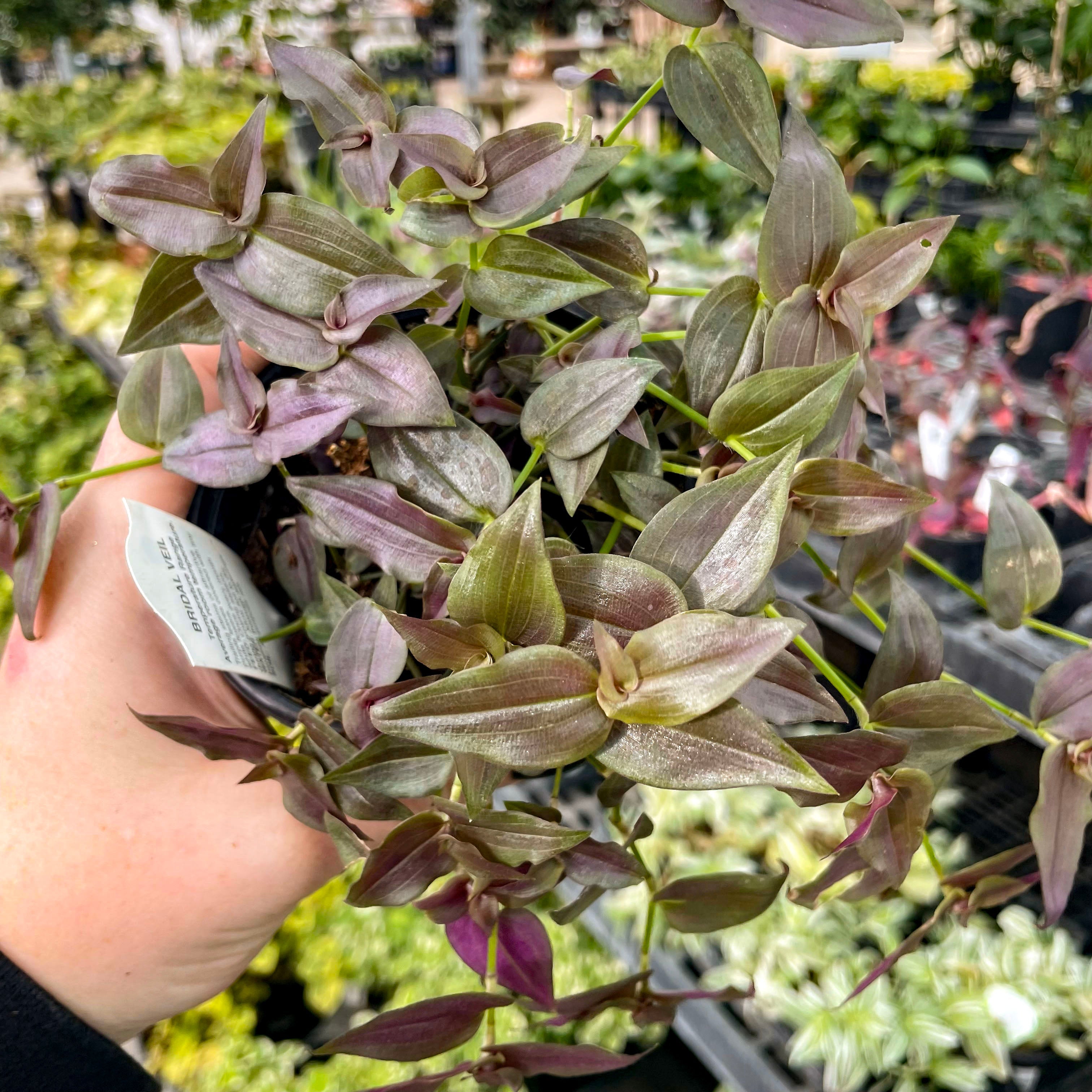 money plant veil Tradescantia 'Purple Bridal Veil' – Southern Idaho Landscape Center