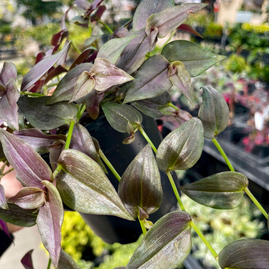 Tradescantia.BridalViel03_460x