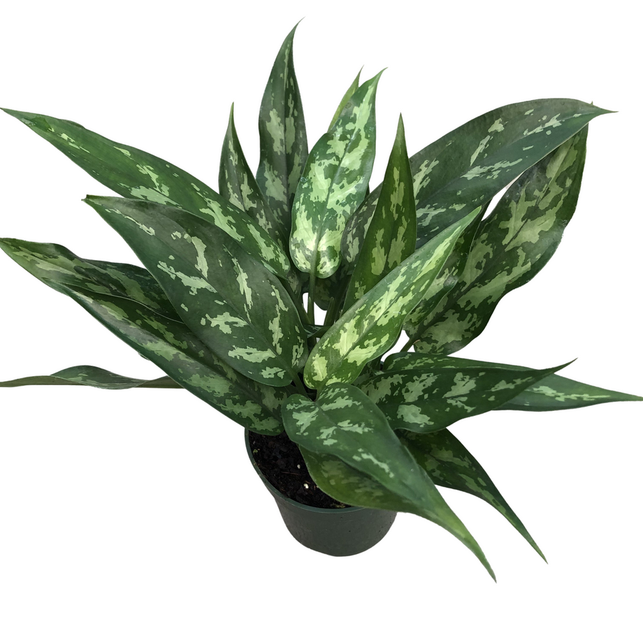 aglaonema emerald beauty scientific name Aglaonema 'Emerald Beauty' (Chinese Evergreen) – Southern Idaho Landscape  Center