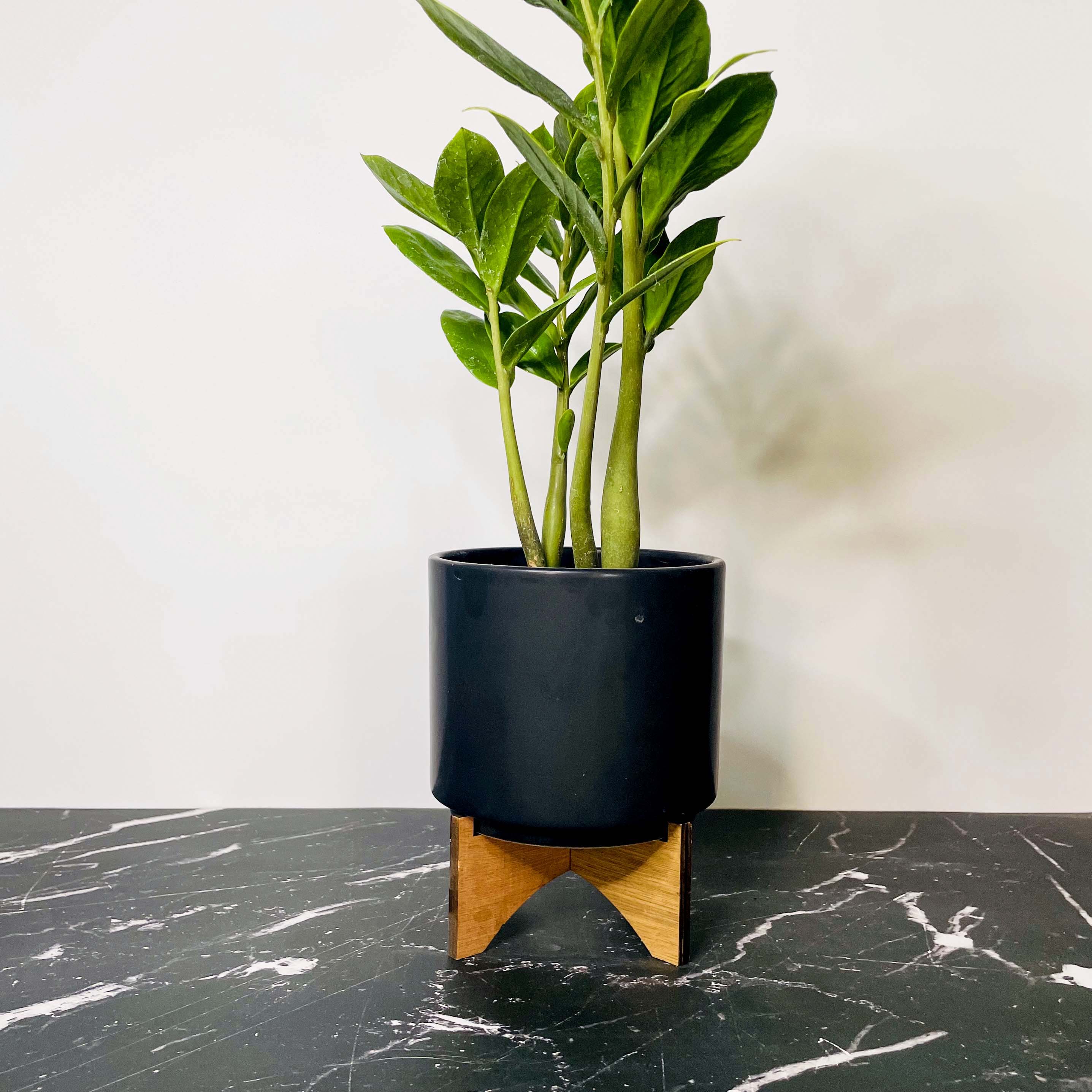 zz plant tree Zamioculcas zamiifolia