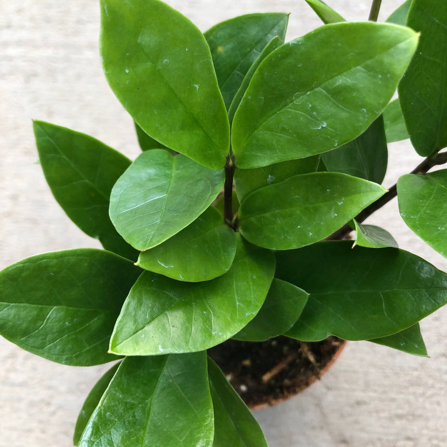 zamioculcas zamiifolia - plant zz - p21 Zamioculcas zamiifolia
