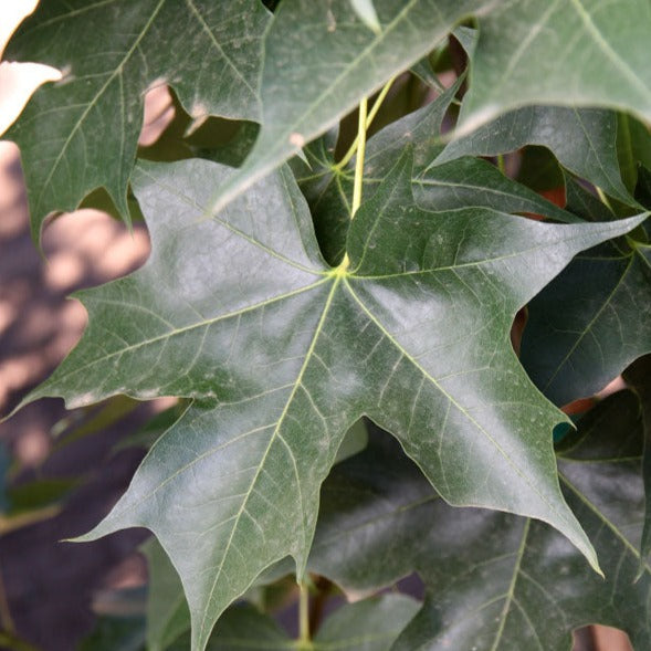 Ruby Sunset Maple Tree – Southern Idaho Landscape Center