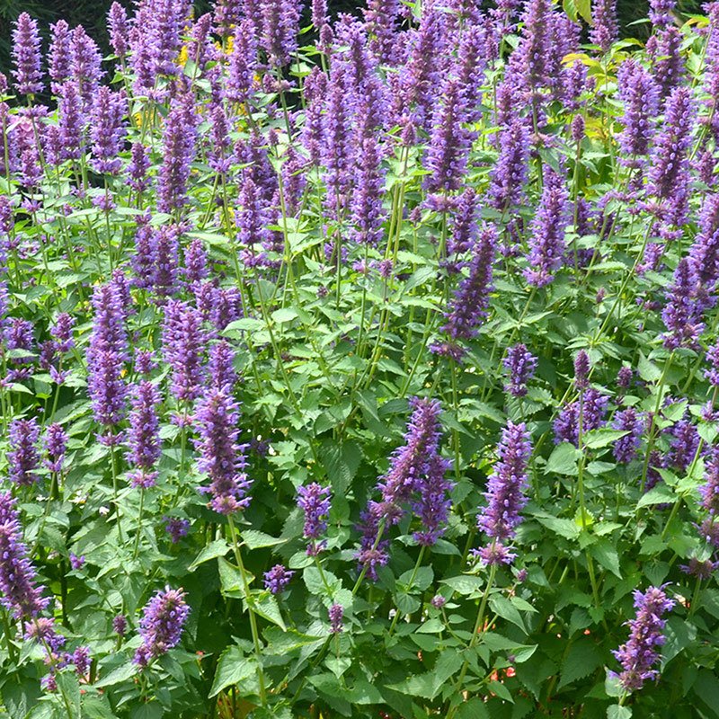 Blue Boa Agastache (Anise Hyssop) – Southern Idaho Landscape Center