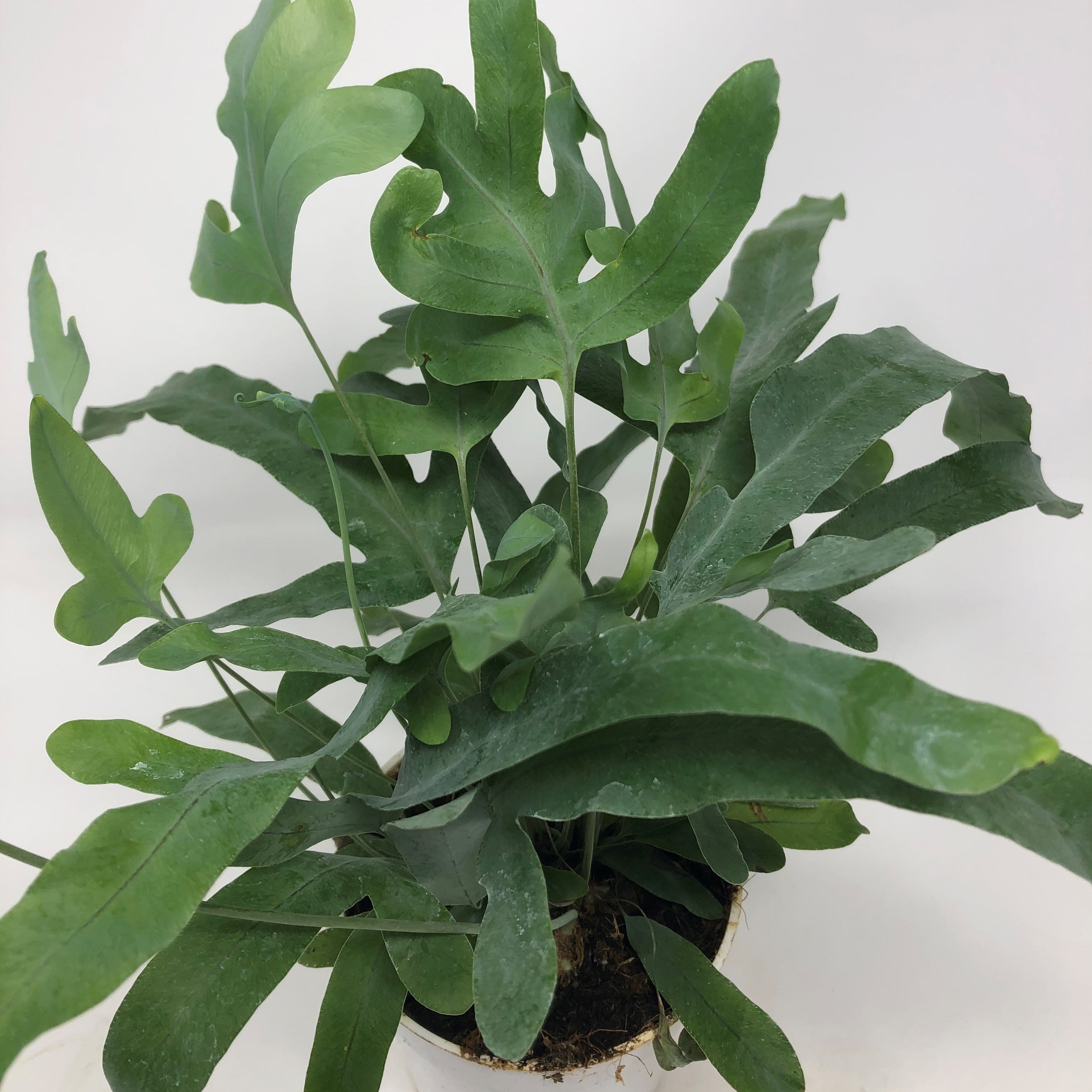 polypodium aureum 'blue star' fern Phlebodium aureum 'Blue Star' (Blue Star Fern)