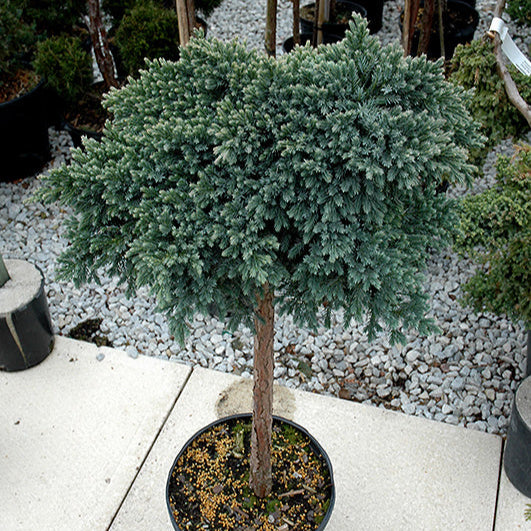 blue star juniper bonsai tree Blue Star Juniper on Standard – Southern Idaho Landscape Center