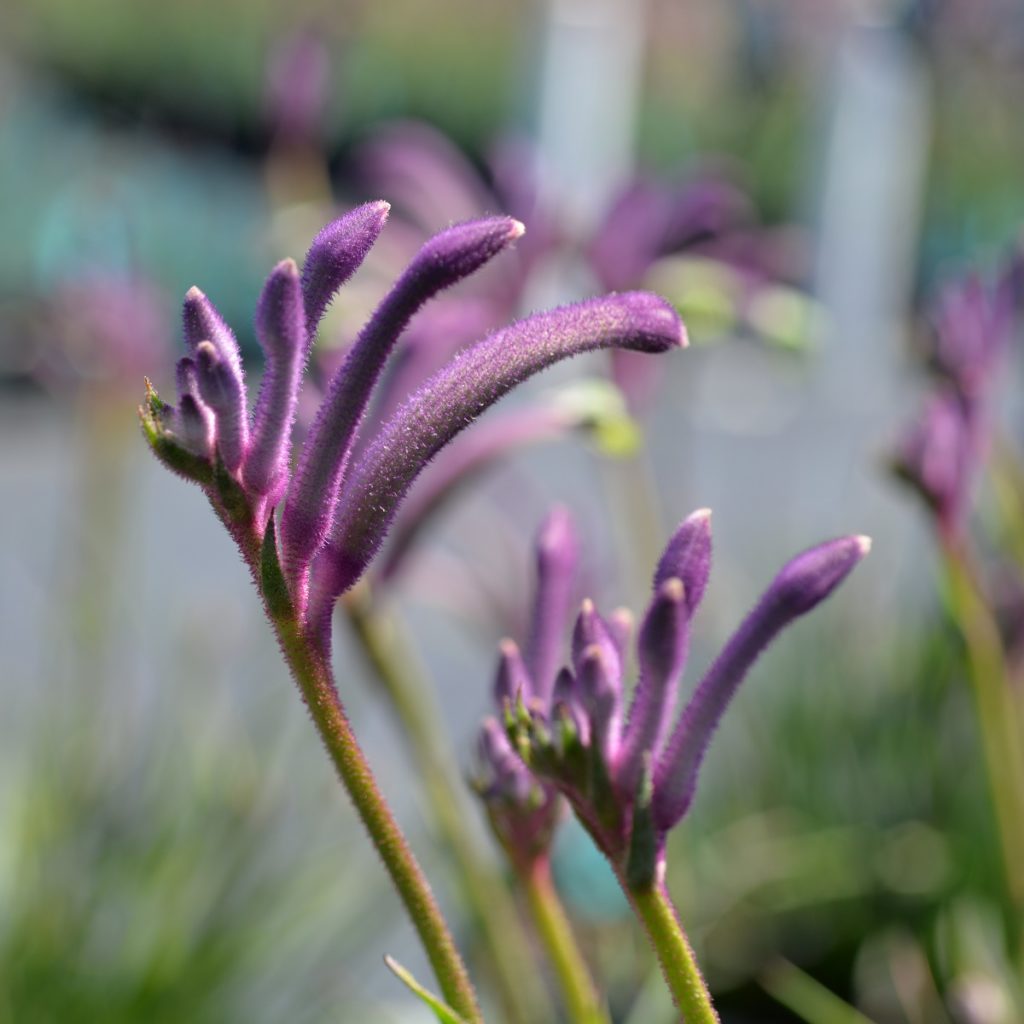 kangaroo plants Celebrations Masquerade Anigozanthos, Blue Kangaroo Paw, Houseplant –  Southern Idaho Landscape Center