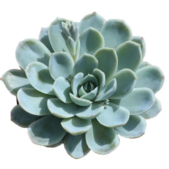 arctic ice succulent Echeveria 'Arctic Ice' – Southern Idaho Landscape Center