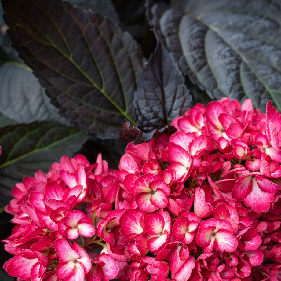 Eclipse Bigleaf Hydrangea – Southern Idaho Landscape Center