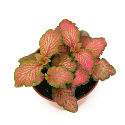 Fittonia albivenis 'Pink Forest Flame' (Nerve Plant) – Southern
