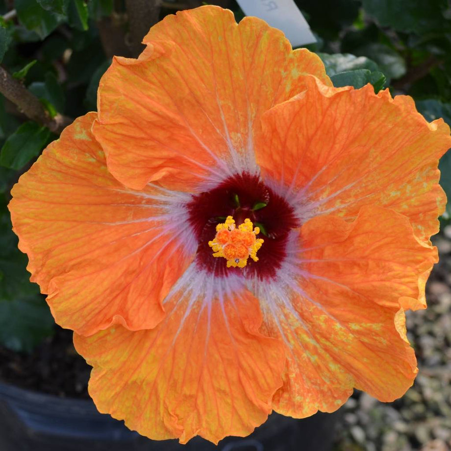 Hollywood Hustler Tropical Hibiscus Plant – Southern Idaho