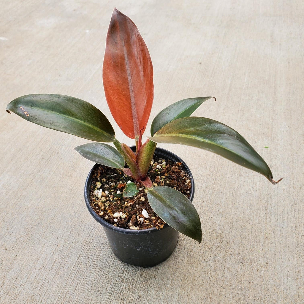 buy imperial red philodendron Philodendron 'Imperial Red' – Southern Idaho Landscape Center