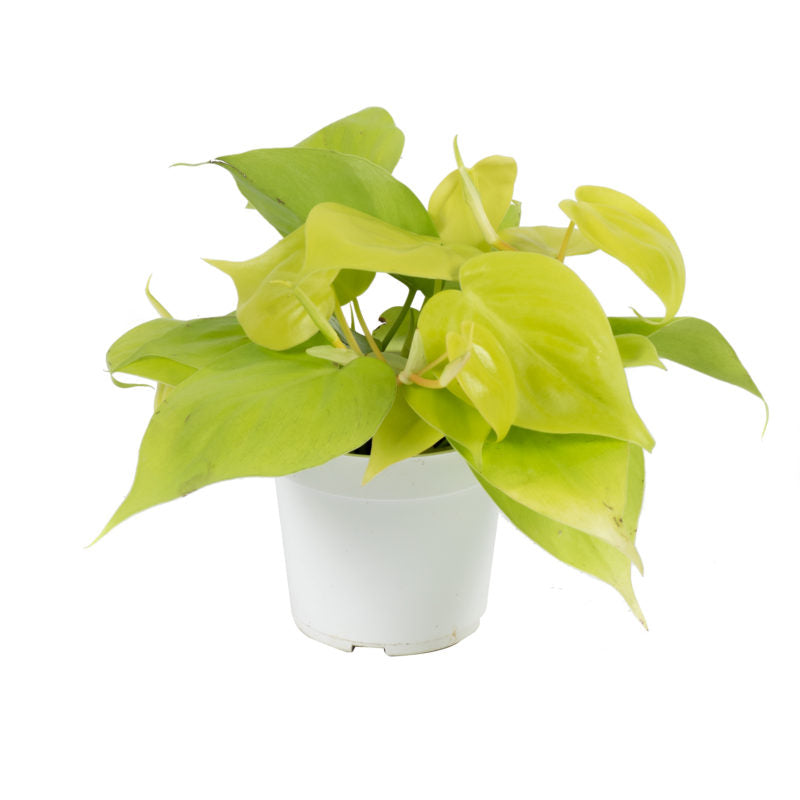 neon philodendron light Philodendron cordatum 'Neon' (Heartleaf) – Southern Idaho Landscape Center
