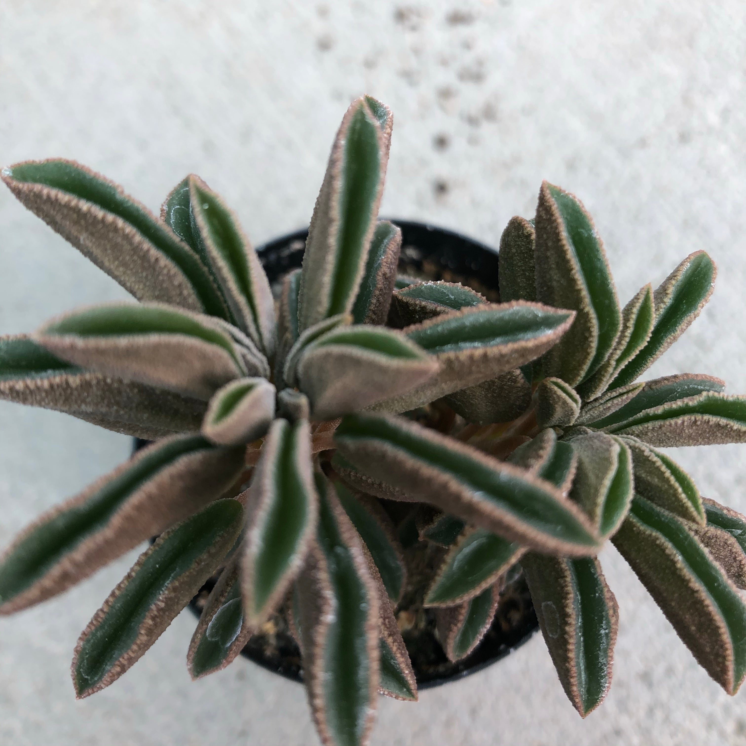 wolfgang succulent Peperomia wolfgang-krahnii