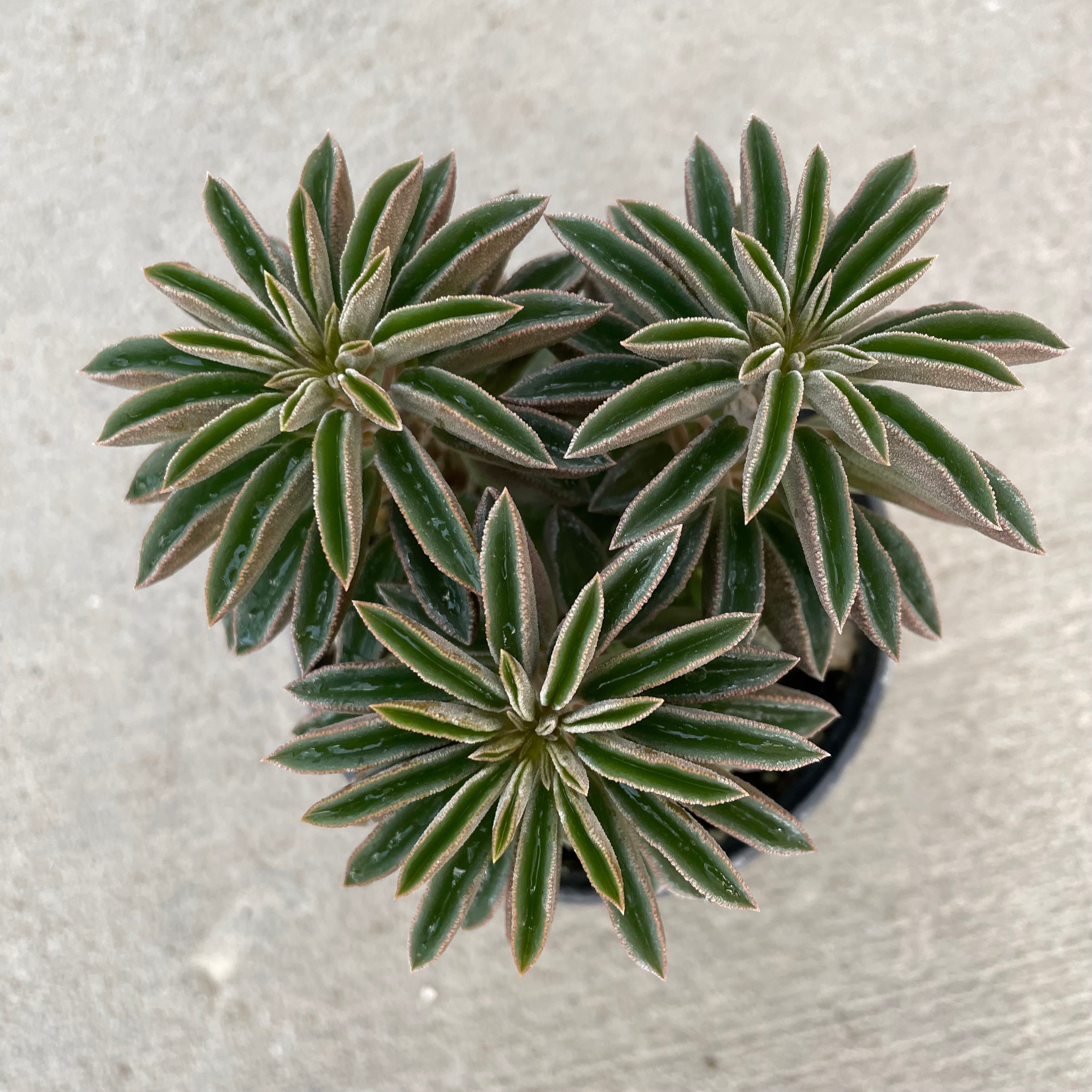 wolfgang succulent Peperomia wolfgang-krahnii