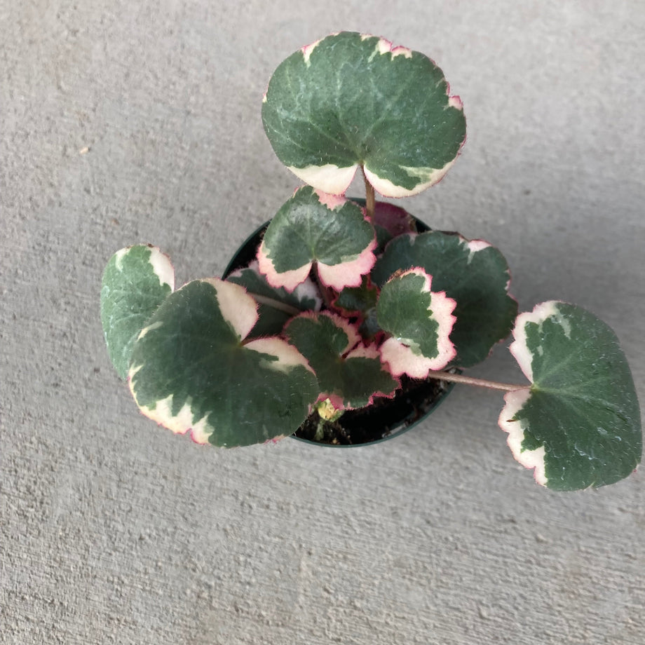 Saxifraga stolonifera variegata - Variegated Strawberry Begonia