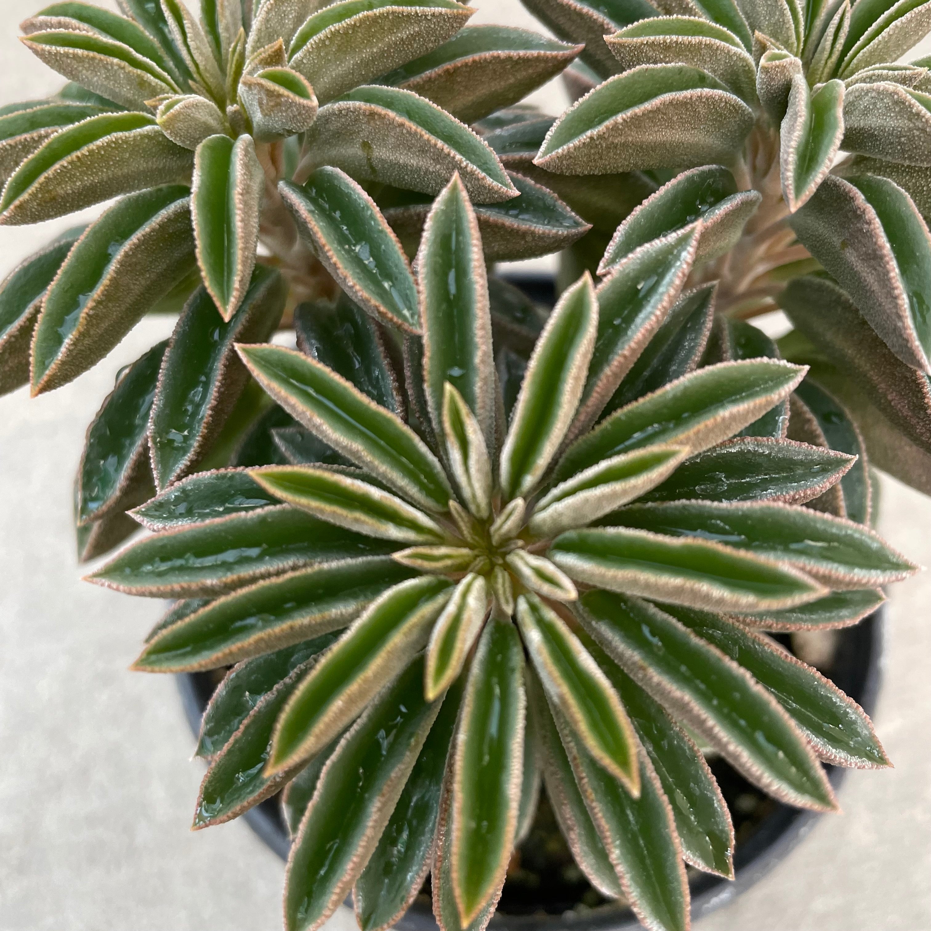wolfgang succulent Peperomia wolfgang-krahnii