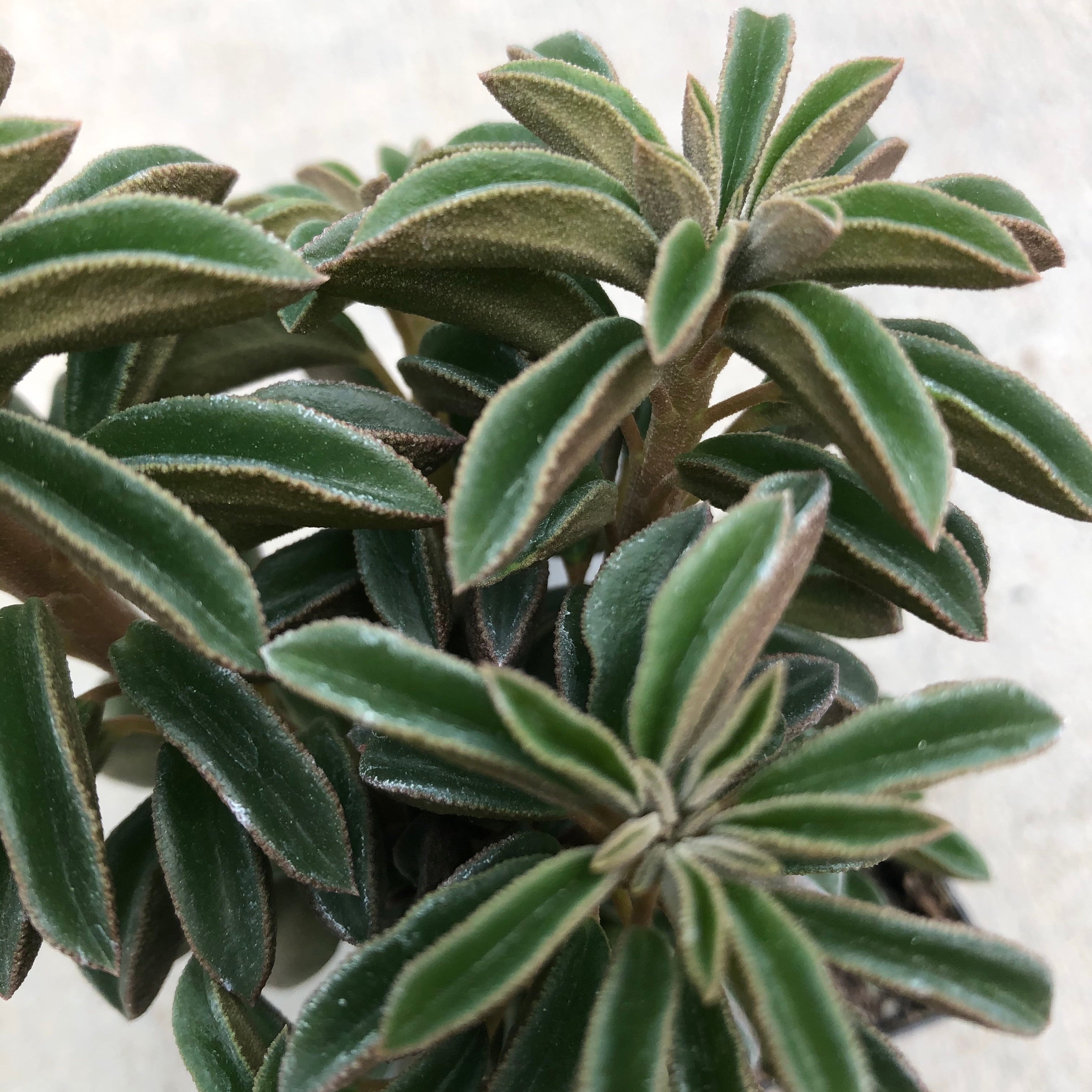 wolfgang succulent Peperomia wolfgang-krahnii