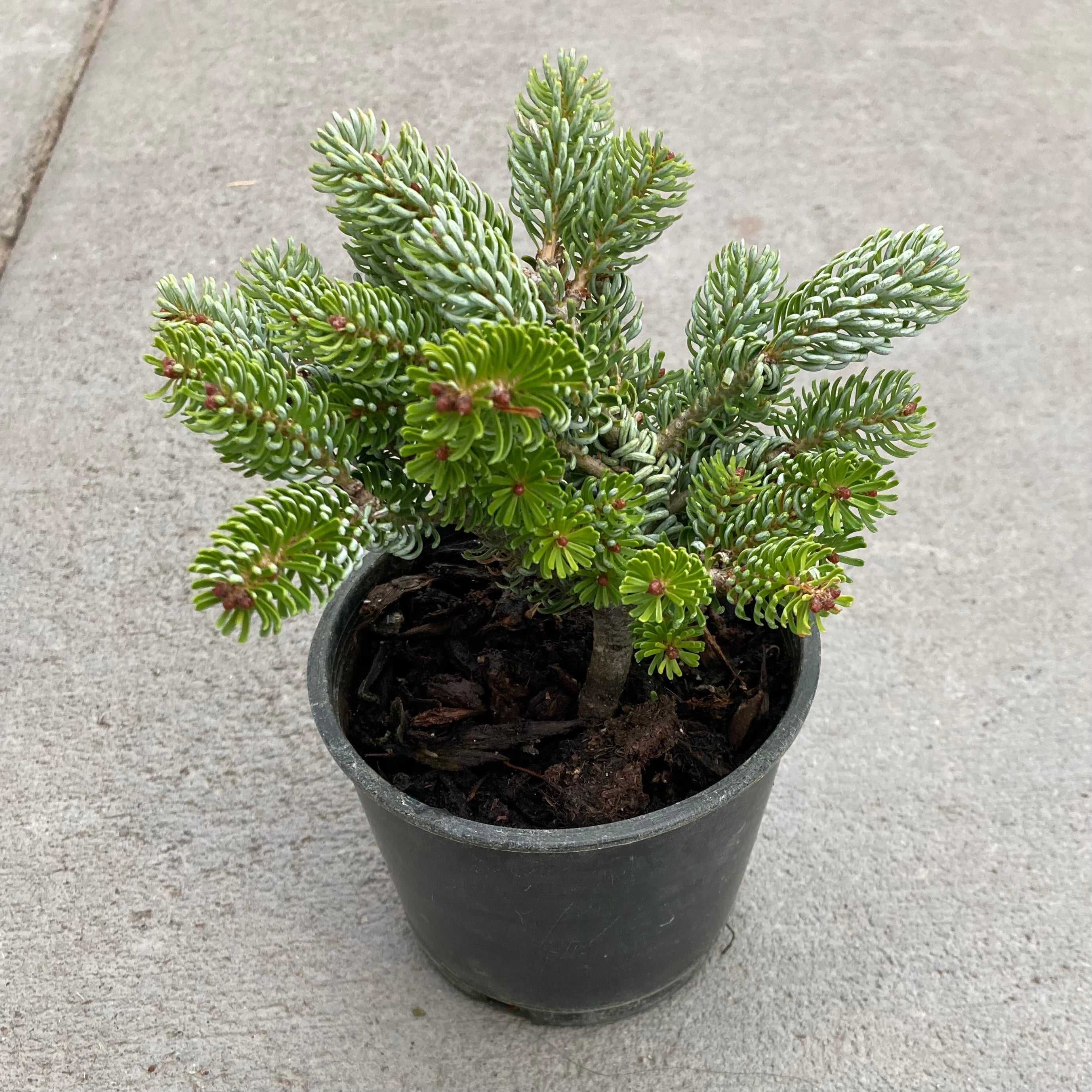 bonsai trees boise idaho Ice Breaker Korean Fir, Bonsai Starter Plant – Southern Idaho Landscape Center