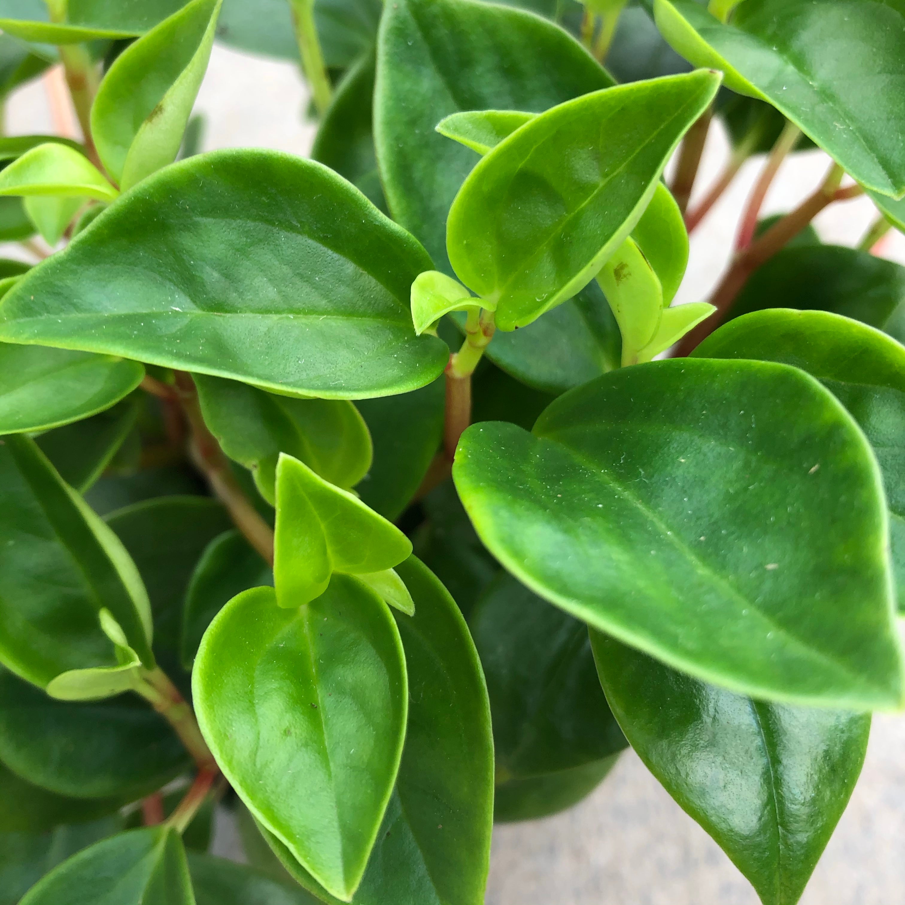 peperomia philodendron Peperomia cubensis – Southern Idaho Landscape Center