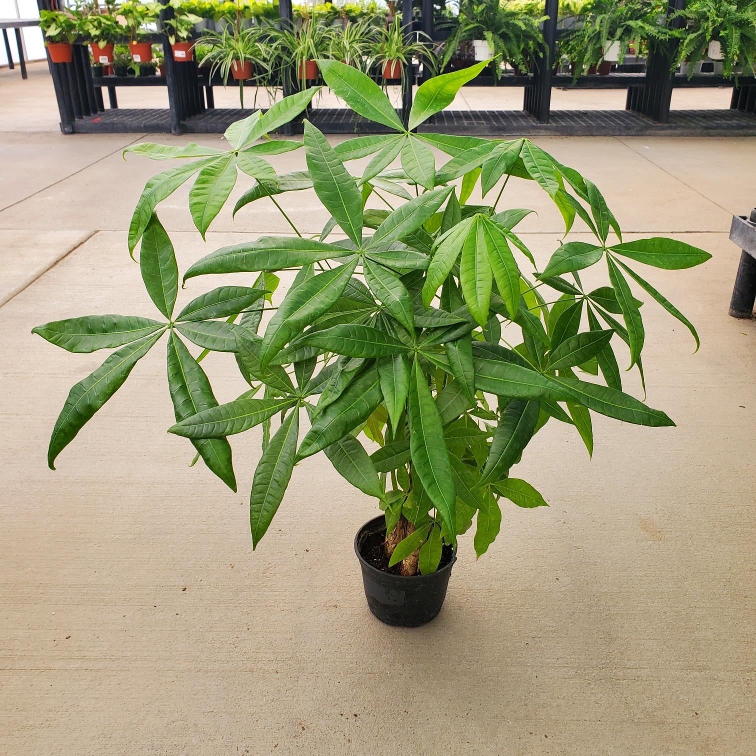 money tree lewiston idaho Pachira aquatica (Money Tree)