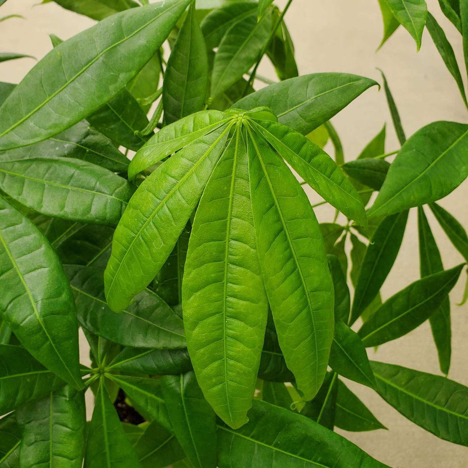 Pachira aquatica (Money Tree)  Southern Idaho Landscape Center