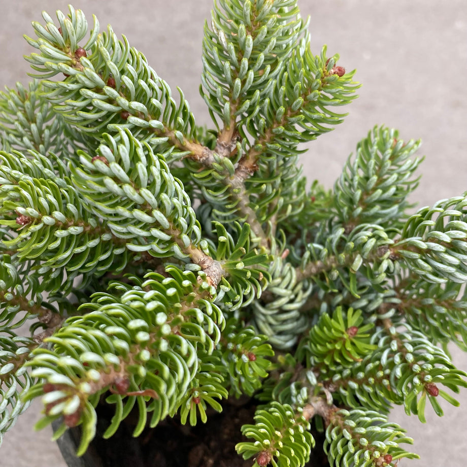 bonsai trees boise idaho Ice Breaker Korean Fir, Bonsai Starter Plant – Southern Idaho Landscape  Center