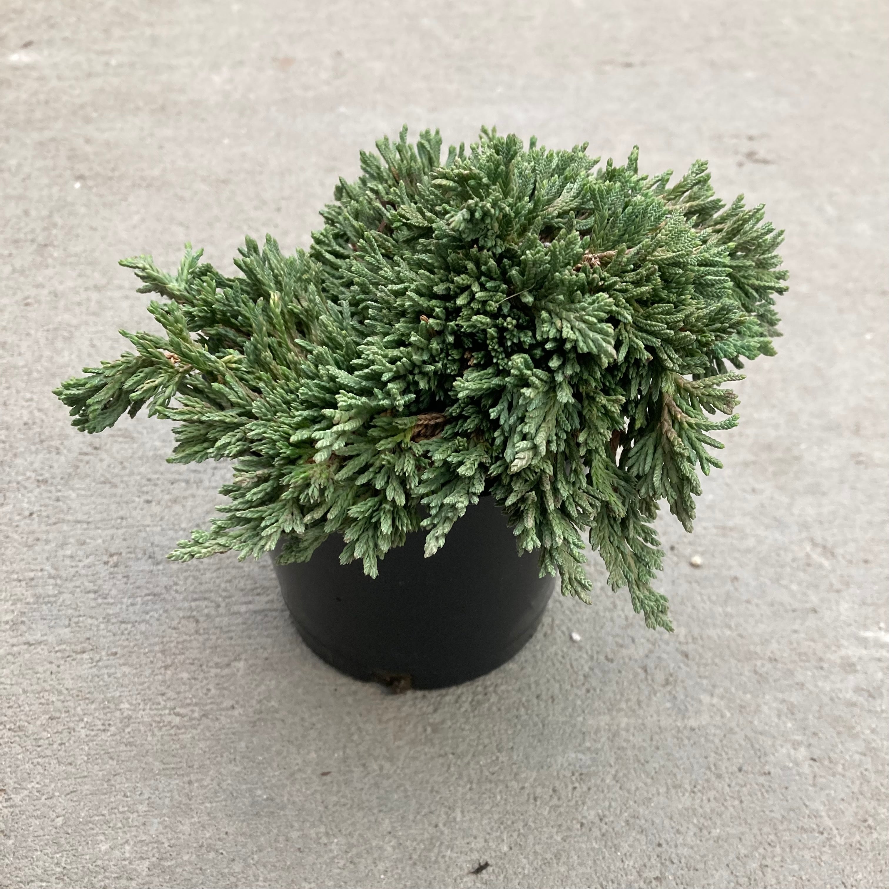 juniper house plant Pancake Juniper, Landscape Plant, Bonsai Starter Plant – Southern Idaho Landscape Center