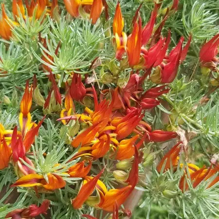 parrot's beak plant seeds Lotus berthelotii (Parrot's Beak)